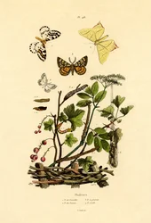 Magpie-Motte